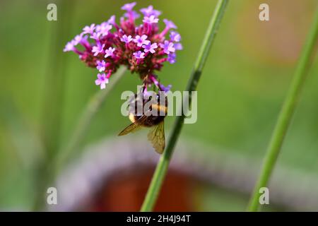 Gros plan d'un bourdon sur une fleur vervain au sommet violet dans le jardin botanique d'Iasi, Roumanie Banque D'Images