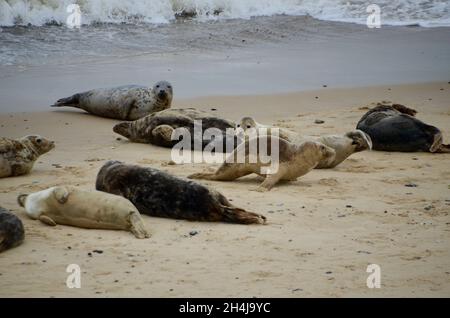 Phoques sur la plage de Horsey près de norwich dans norfolk angleterre Royaume-Uni Banque D'Images