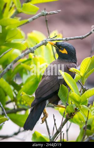 myna commune ou myna indienne, oiseau tropical originaire d'asie perché sur une branche d'arbre Banque D'Images