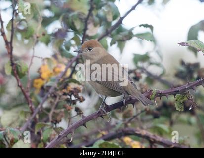 Sylvia atricapilla Blackcap (femelle) Banque D'Images