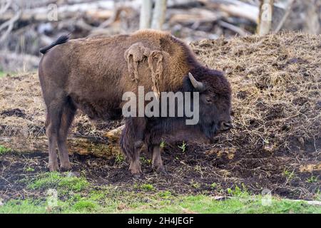 Vue rapprochée du bison montrant un grand corps et des cornes dans son environnement et son habitat environnant.Buffalo photo. Banque D'Images