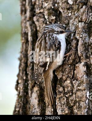 Gros plan sur un tronc d'arbre à la recherche d'un insecte dans son environnement et son habitat et présentant des plumes brunes de camouflage, des griffes courbées. Banque D'Images