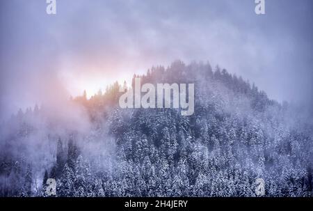 Paysage hivernal magique et brumeux avec forêt couverte de neige.Un blizzard vient dans les montagnes Banque D'Images