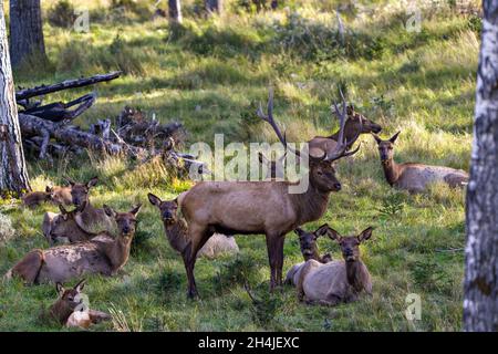 Mâle wapiti buck protégeant son troupeau femelle pendant la saison de reproduction dans le Bush avec des arbres et de l'herbe dans leur environnement et habitat environnant Banque D'Images