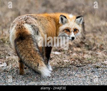 Profil de renard unique en rouge regardant l'appareil photo au printemps dans son environnement et son habitat avec un arrière-plan flou et une queue broussaillée. Banque D'Images