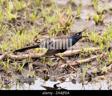 Vue en gros plan d'oiseau de Grackle commun par l'eau montrant des plumes, bec ouvert dans son environnement et son habitat.Image Grackle.Image. Banque D'Images