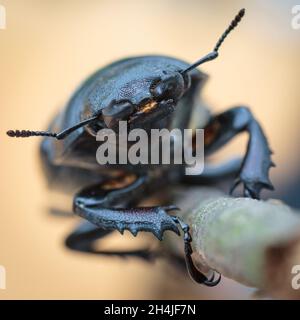 Macro d'une femelle de coléoptère de cerf sur une branche Banque D'Images