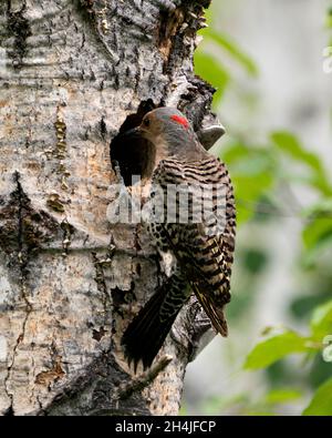 Northern Flicker femelle vue rapprochée perchée et regardant dans son entrée de cavité de nid, dans son environnement et son habitat entourant pendant la saison des oiseaux. Banque D'Images