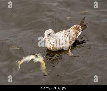 Vue rapprochée des jeunes oiseaux juvéniles du mouette nage et alimentation d'un poisson saumon dans son environnement et son habitat environnant. Banque D'Images