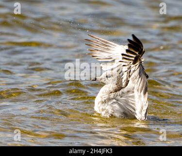 Vue en gros plan du mouette dans l'eau avec des ailes éparpillées avec des éclaboussures d'eau dans son environnement et son habitat environnant.Gull photo. Banque D'Images