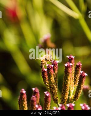 La collecte du pollen d'abeille Banque D'Images