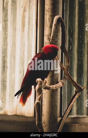 Eclectus Parrot (Eclectus roratus) Banque D'Images