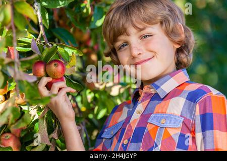 Portrait extérieur d'un jeune garçon heureux, un enfant de sexe masculin, cueillant une pomme rouge biologique dans un arbre dans un verger et souriant avec des dents parfaites Banque D'Images