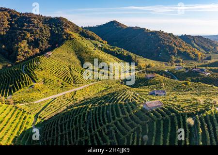 Valdobbiadene, collines et vignobles le long de la route Prosecco.Italie Banque D'Images