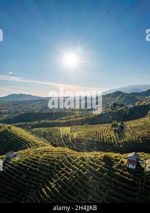 Valdobbiadene, collines et vignobles le long de la route Prosecco.Italie Banque D'Images