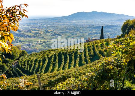 Valdobbiadene, collines et vignobles le long de la route Prosecco.Italie Banque D'Images