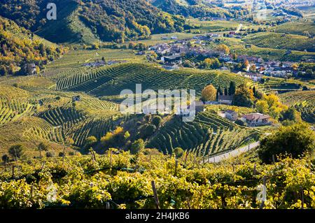 Valdobbiadene, collines et vignobles le long de la route Prosecco.Italie Banque D'Images