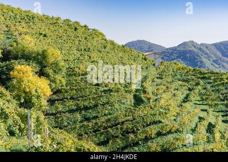 Valdobbiadene, collines et vignobles le long de la route Prosecco.Italie Banque D'Images