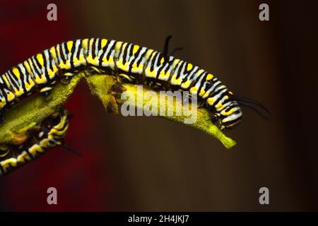 Photo en gros plan de la chenille de papillon de tigre Uni. Danaus chrysippus. Java, Indonésie Banque D'Images