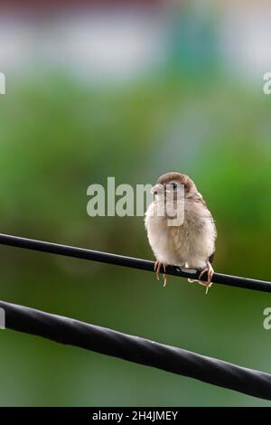 Arbre bébé moineau assis sur le fil électrique est de manger de la nourriture de sa mère.Le poussin d'éparpillote appelle sa mère à cause de la faim. Banque D'Images