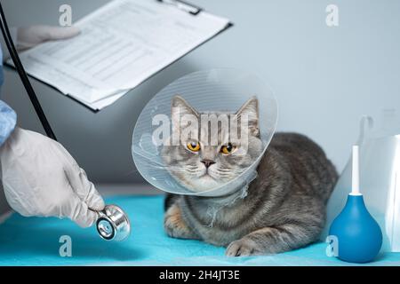 Gros plan du chat avec un collier vétérinaire élisabéthain sur la table d'examen vétérinaire.Femme médecin en uniforme médical avec des gants blancs examine le chat Banque D'Images