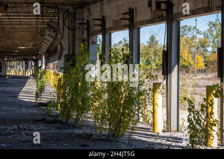 Detroit, Michigan - les mauvaises herbes poussent dans les quais de chargement à un terminal de camionnage abandonné, qui était auparavant exploité par Universal Truckload Services. Banque D'Images