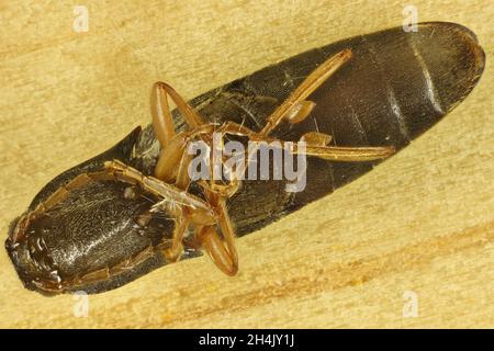 Vue ventrale, macro de la forme de clic isolée (Pseudotetralobus australasiae) Banque D'Images