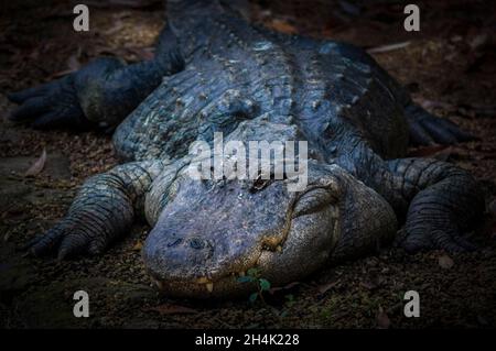 États-Unis, Floride, Homosassa, Crystal River, Alligator mississippiensis (Alligator mississippiensis) Banque D'Images