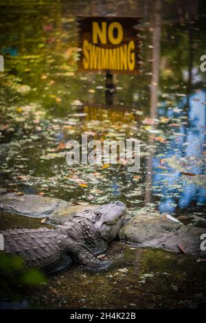 États-Unis, Floride, Homosassa, Crystal River, Alligator mississippiensis (Alligator mississippiensis) Banque D'Images