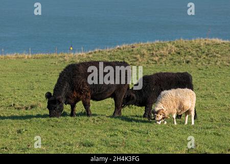 Bétail et bélier en pâture ensemble, Oberland (pays supérieur), île d'Heligoland, Schleswig-Holstein, Allemagne Banque D'Images