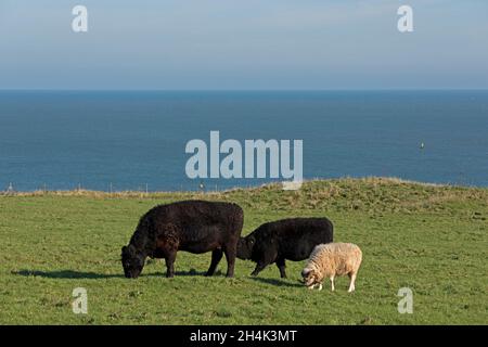 Bétail et bélier en pâture ensemble, Oberland (pays supérieur), île d'Heligoland, Schleswig-Holstein, Allemagne Banque D'Images