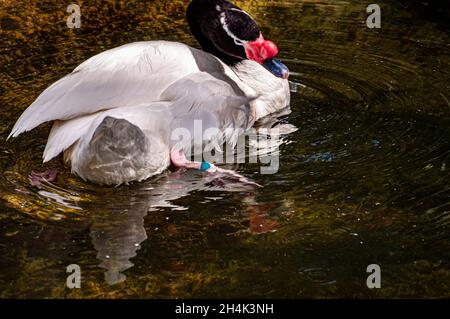 Oiseaux, tortues, alligators, Banque D'Images