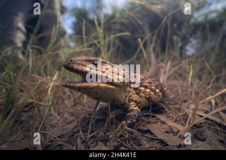 Lézard sauvage à chiingeback (Tiliqua rugosa) dans la sous-végétation herbeuse des bois, en Australie Banque D'Images