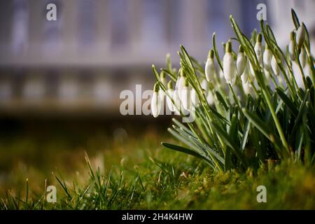 Premières gouttes de neige du printemps, Godøy, Norvège Banque D'Images