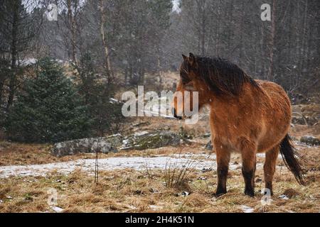 Un cheval luttant contre la neige et le vent glacial, Vigra, Norvège Banque D'Images