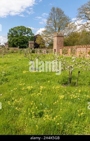 Les cowslips et la fleur de pomme dans le verger fortifié à Oxburgh Hall, Norfolk, Royaume-Uni Banque D'Images