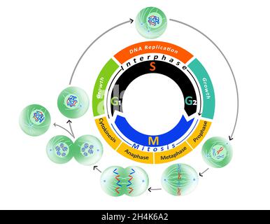 Diagramme de cycle cellulaire, phases du cycle cellulaire et mitose.(Réplication de l'ADN).Illustration de l'éducation sur fond blanc. Banque D'Images