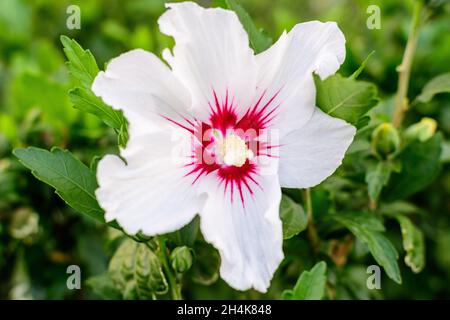 Fleur blanche délicate de cornus kousa, communément appelé ousa, kousa, cornouiller chinois, coréen et japonais, et feuilles vertes dans un jardin au soleil Banque D'Images