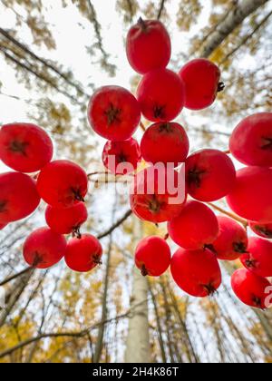 Vue rapprochée des baies de rowan rouges sur les branches sur le fond d'un parc d'automne, de feuilles jaunes et de branches d'arbres noirs Banque D'Images