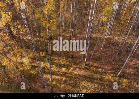 Automne doré, Treetops d'un point de vue d'oiseau au coucher du soleil, le drone s'élève au-dessus des arbres, couronnes d'arbre doré, un chemin dans la forêt Banque D'Images