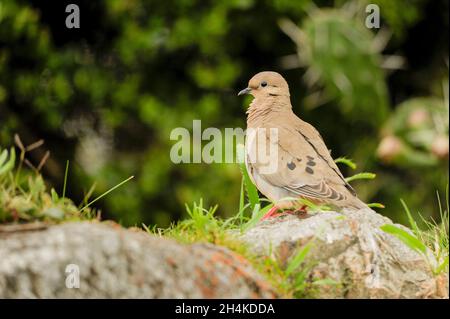 Zenaida auriculata - la colombe à longues oreilles est une espèce d'oiseau columbiforme de la famille des Columbidae. Banque D'Images