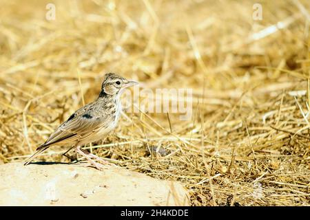 Alauda arvensis - la larme commune est un oiseau de passereau de la famille des Alaudidae. Banque D'Images