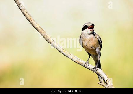 Lanius excubitor - la crevette nordique, ou boisée de porc, est une espèce d'oiseau de la famille des Laniidae. Banque D'Images