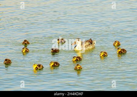 Anas platyrhynchos - le canard collard, canard colvert ou canard est une espèce d'oiseaux ansériformes de la famille des Anatidae. Banque D'Images