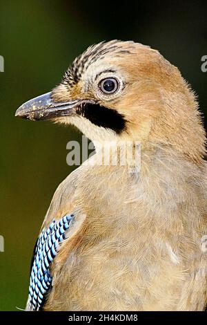 Garrulus glandarius - le geai eurasien est une espèce d'oiseau de passereau de la famille des corvidés. Banque D'Images