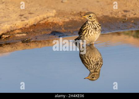 Anthus pratensis - le pratense ou pipit commun est une espèce de passereau de la famille des Motacillidae. Banque D'Images