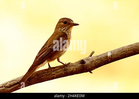 Anthus pratensis - le pratense ou pipit commun est une espèce de passereau de la famille des Motacillidae. Banque D'Images