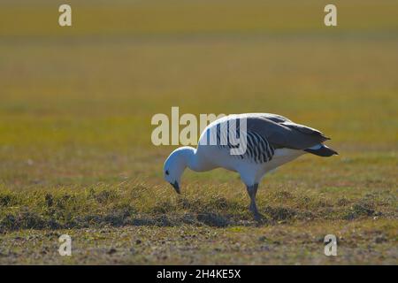 Chloephaga picta - le cauquen commun, est une espèce d'oiseau anseriforme de la famille des Anatidae. Banque D'Images