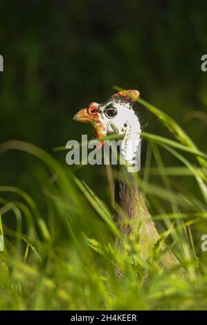 Numida meleagris - la pintade, est une espèce d'oiseau galliforme de la famille des Numididae. Banque D'Images