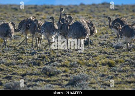 Rhea americana - le nandou pampéen, est une espèce d'oiseau strutiforme de la famille des Rheidae. Banque D'Images